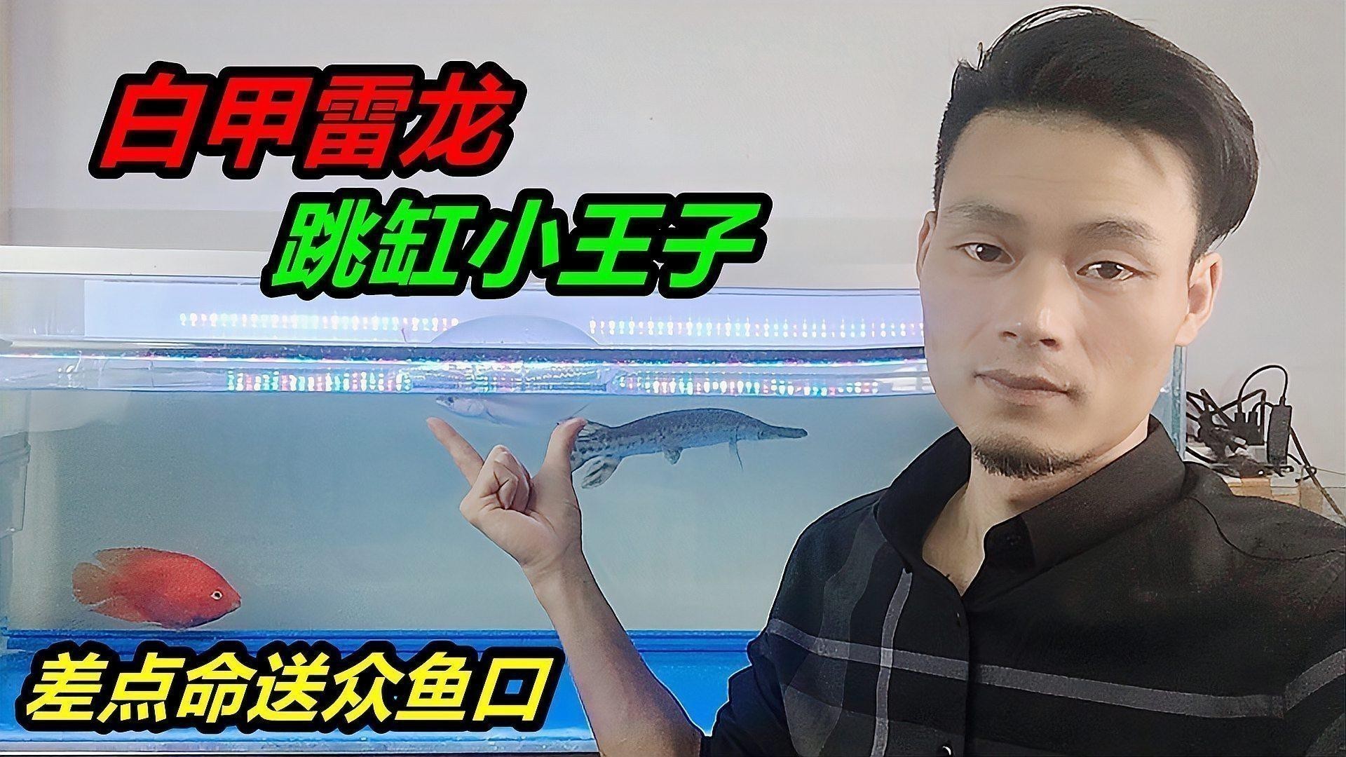 什么魚能和雷龍魚混養(yǎng)一起