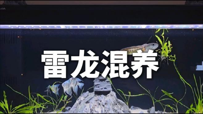 什么魚能和雷龍魚混養(yǎng)一起
