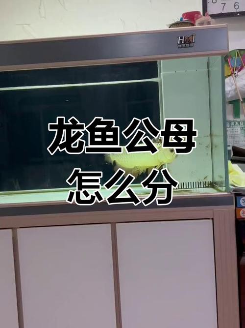 火龍魚怎么分公母圖片對比