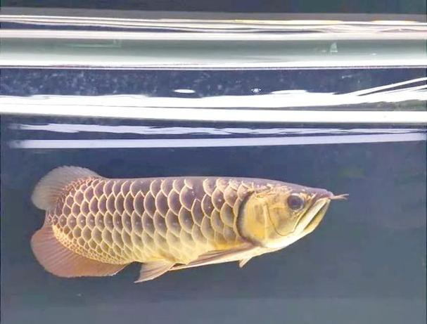 火龍魚怎么分公母圖片對比