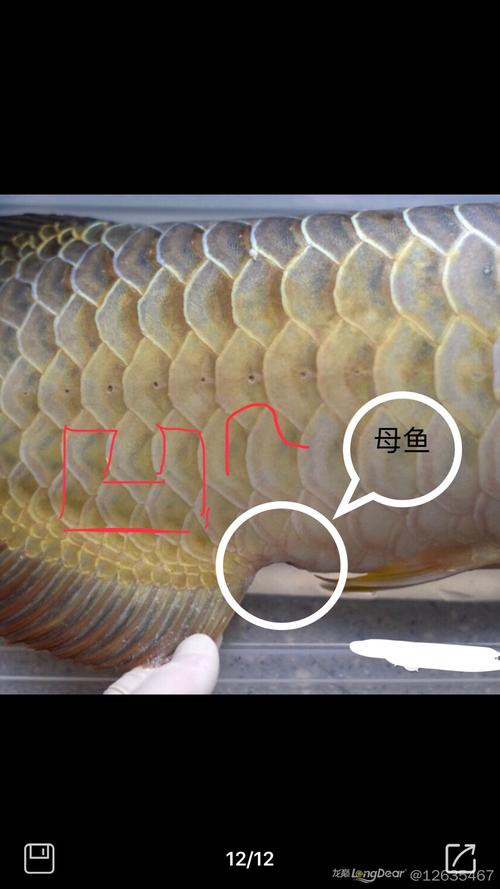 火龍魚怎么分公母圖片對比