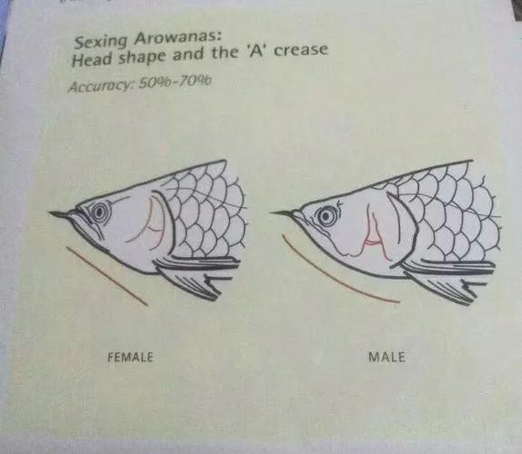火龍魚怎么分公母圖片對比