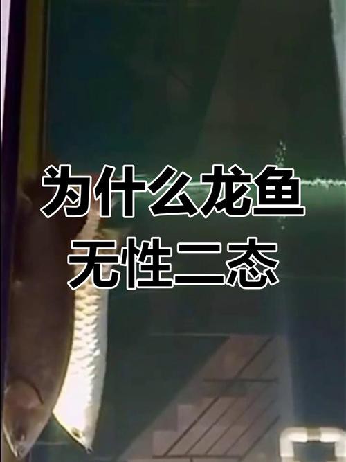 火龍魚怎么分公母圖片對比