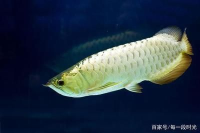 銀龍魚適宜生活環境設置：銀龍魚適宜生活環境的設置