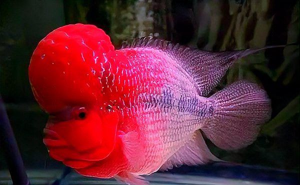 羅漢魚10塊錢一斤貴嗎