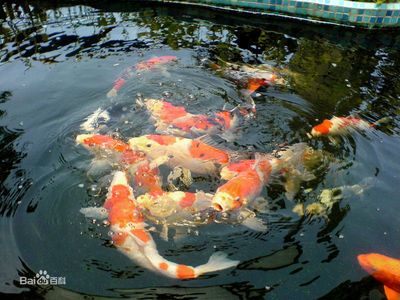 紅龍魚的飼養難度高嗎，要求高嗎：紅龍魚好養嗎，要求高嗎