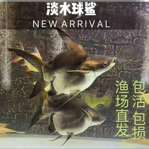 球鯊能和龍魚混養嗎圖片