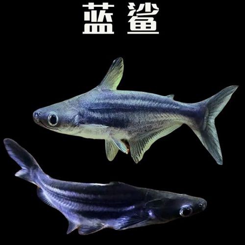 球鯊能和龍魚混養嗎圖片