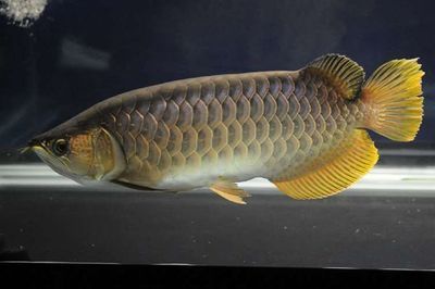 龍魚什么季節長得快：如何判斷龍魚的生長速度