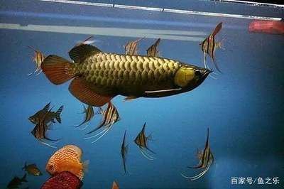 龍魚財神混養好嗎（龍魚和財神魚可以混養）