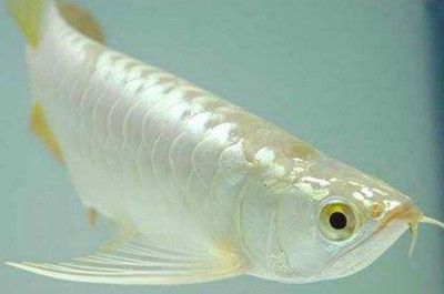 龍魚魚鱗發白用什么藥：龍魚鱗片發白可能是由多種原因引起的，治療方法僅供參考