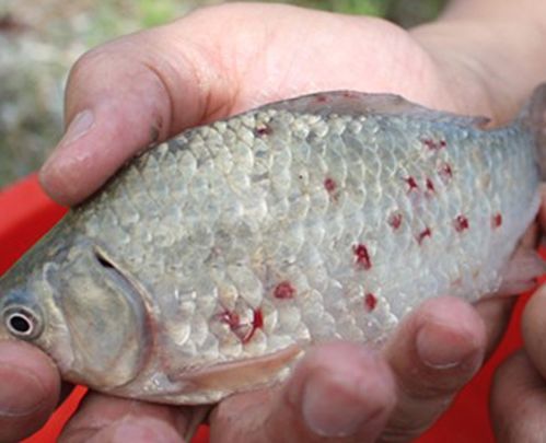 龍魚魚鱗發白用什么藥：龍魚鱗片發白可能是由多種原因引起的，治療方法僅供參考