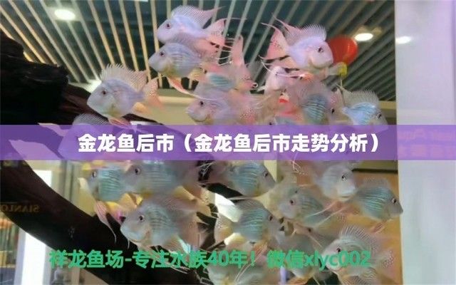 金龍魚宏觀分析（金龍魚在未來(lái)發(fā)展中將面臨諸多機(jī)遇和挑戰(zhàn)和挑戰(zhàn)和機(jī)遇）