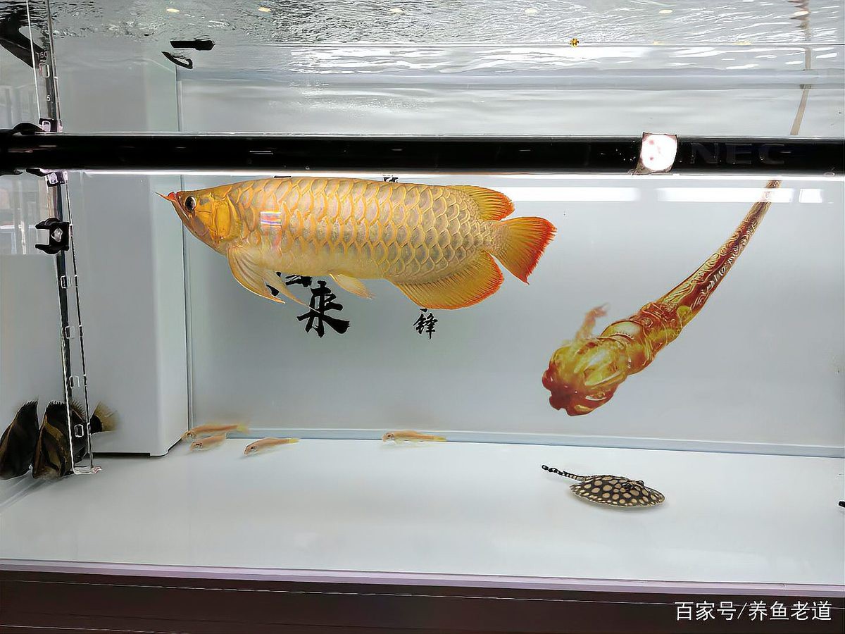 養龍魚可以放凈水藥嗎