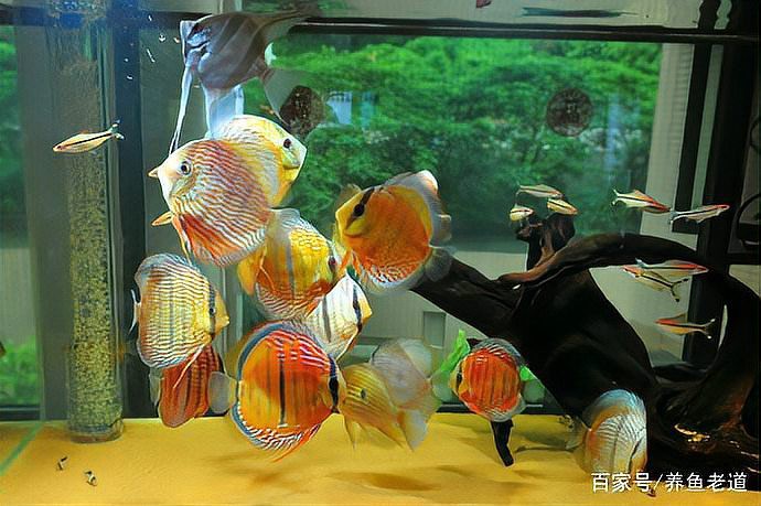 養龍魚可以放凈水藥嗎