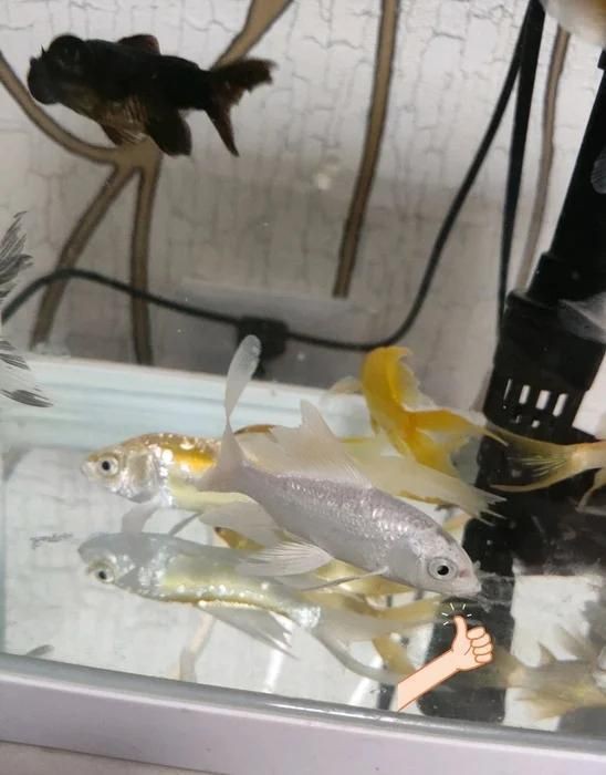 銀龍魚潰爛最簡單三個征兆