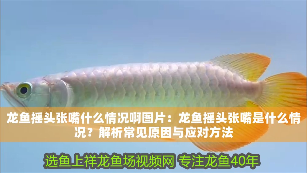 龍魚搖頭張嘴什么情況啊圖片：龍魚搖頭張嘴是什么情況？解析常見原因與應對方法