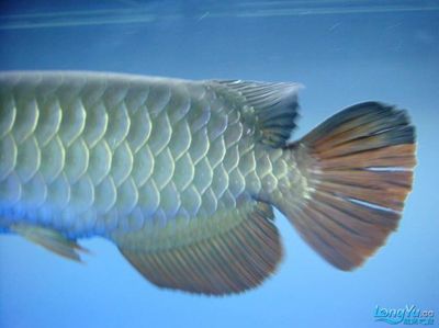 金龍魚多久能發(fā)色好看：金龍魚多久發(fā)色好看