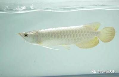 最值錢的龍魚品種：世界上最小的龍魚品種是澳洲星點龍，飼養龍魚需要專業的知識和技能