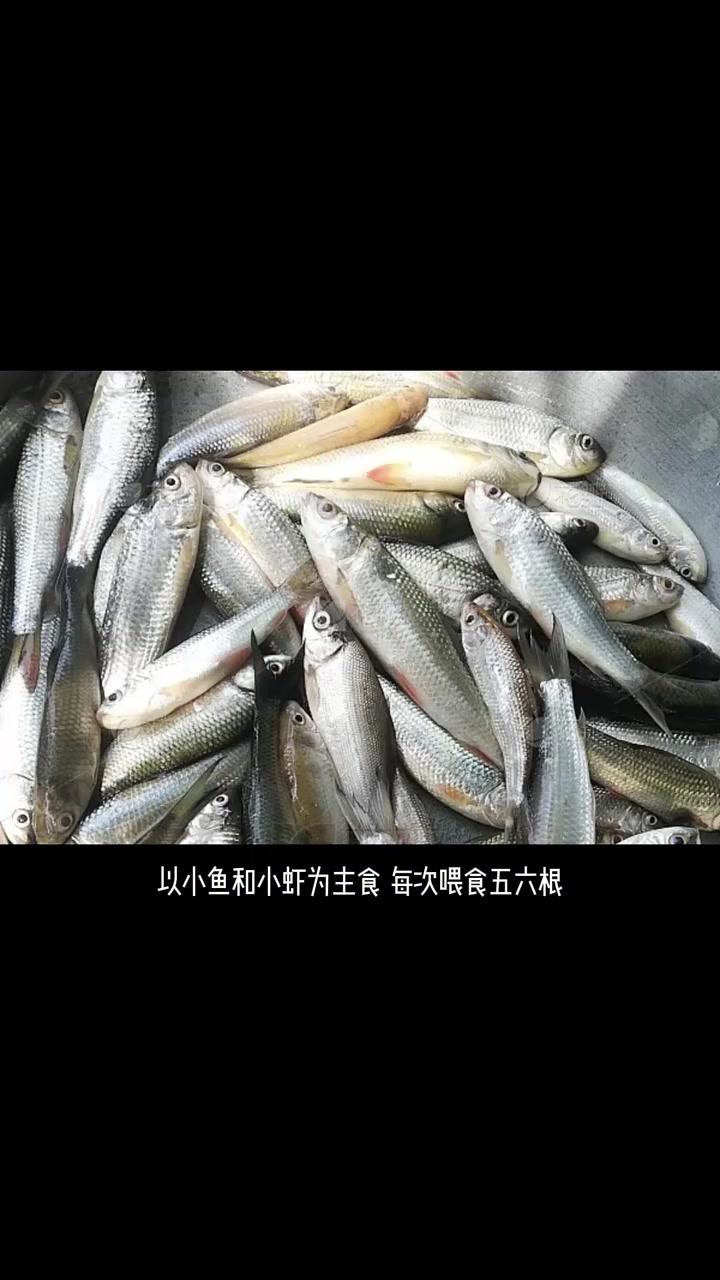金龍魚多久喂一次食