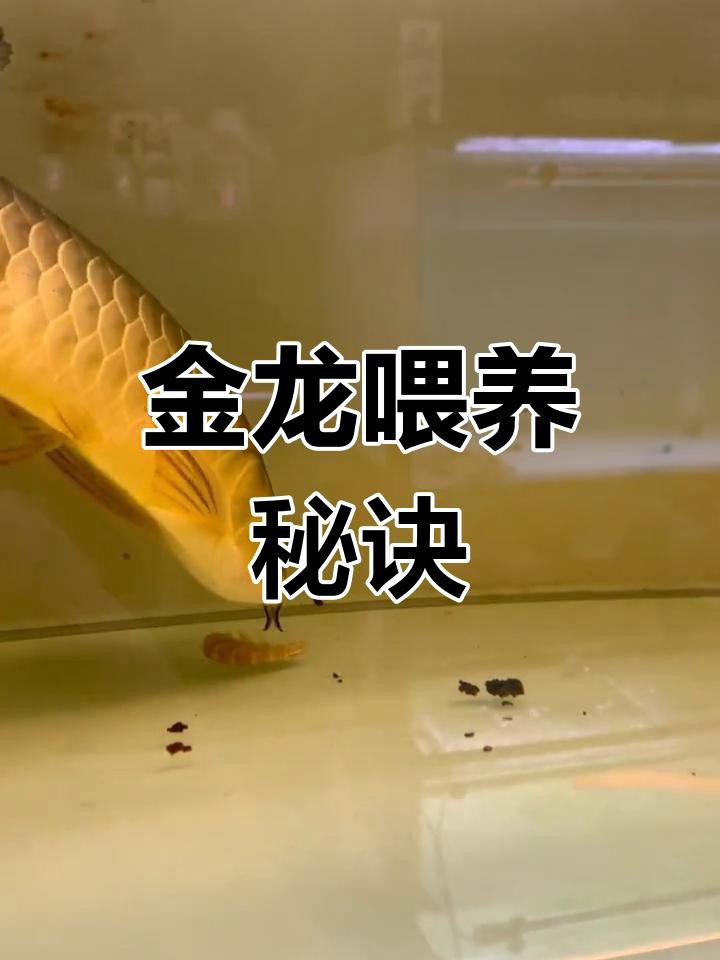 金龍魚多久喂一次食