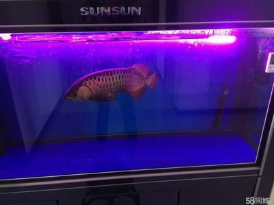 龍魚需要什么光譜的燈光才能養：飼養龍魚的光譜燈光需要什么光譜燈光的信息