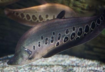 龍魚和刀魚混養可以嗎：龍魚和關刀魚可以混養嗎？