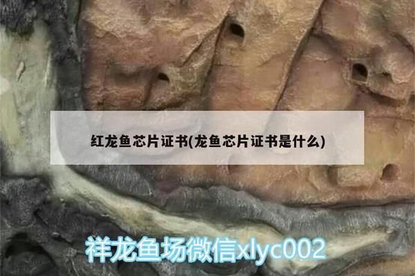 龍魚的證書有用嗎：如何辨別龍魚證書真偽