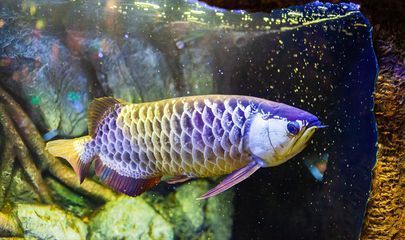 龍魚得病死了有什么預兆圖片：龍魚在得病時可能會顯示出以下預兆，如何判斷龍魚得病死亡預兆