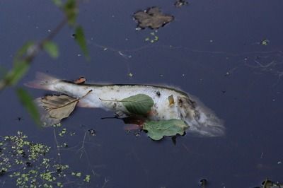 月光鴨嘴魚水質管理技巧（月光鴨嘴魚水質管理技巧，月光鴨嘴魚混養比例建議）