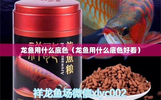 龍魚缸什么底色好，關(guān)于龍魚缸底色選擇的相關(guān)介紹