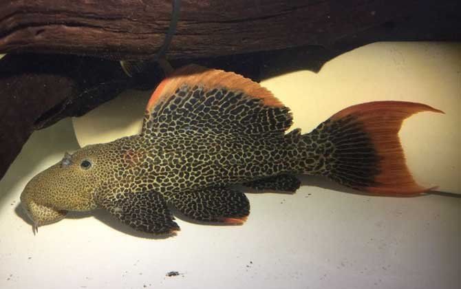 老虎異形魚種類大全