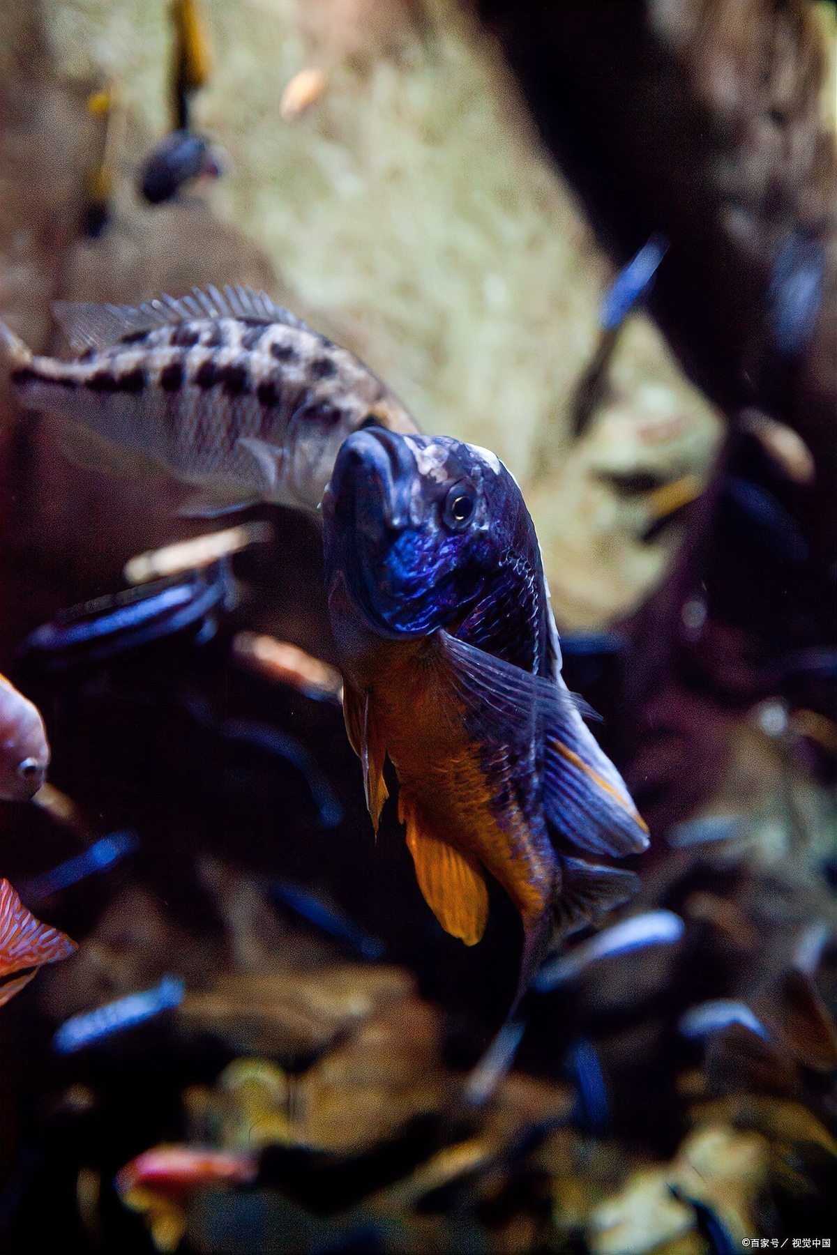 如何延長(zhǎng)六角恐龍魚(yú)的壽命？