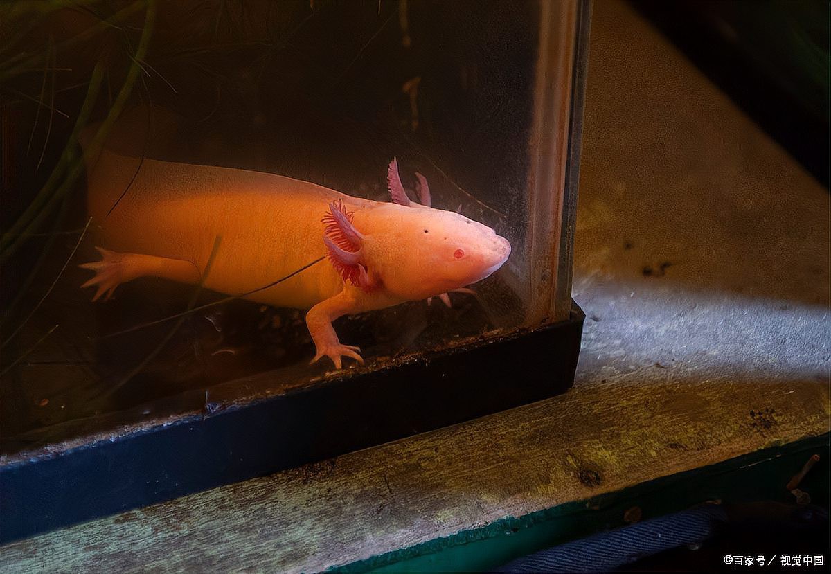 如何延長(zhǎng)六角恐龍魚(yú)的壽命？