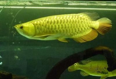 金龍魚適應溫度：金龍魚的適應溫度