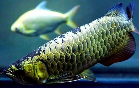 金龍魚圖片大全高清大圖