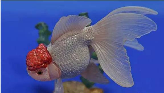 龍魚爛尾病多久會惡化？