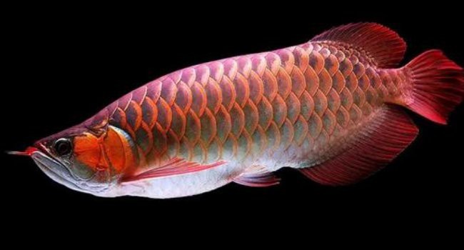 白金龍魚能吃嗎