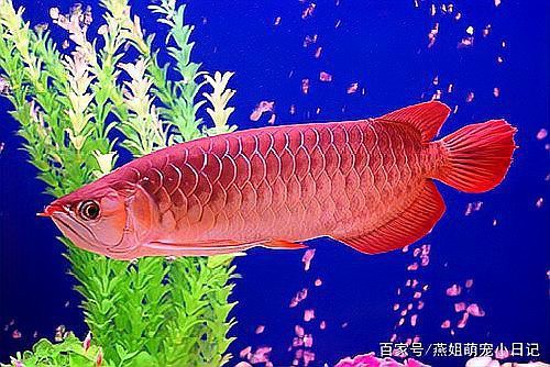 龍魚掉尾后還能恢復(fù)原狀嗎？