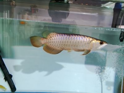 如何給龍魚做檢疫檢查：龍魚檢疫檢查方法