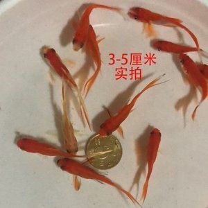 紅龍魚幼魚飼料選擇指南：紅龍魚幼魚的飼料選擇和注意事項
