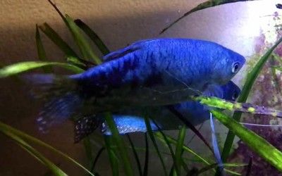 養龍魚不開燈可以嗎（養龍魚是否需要開燈，光照對龍魚的生長和發色有影響）