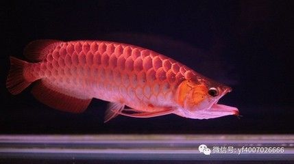 紅龍魚最長能養到多長？（紅龍魚的最大體長可以超過1米嗎？）