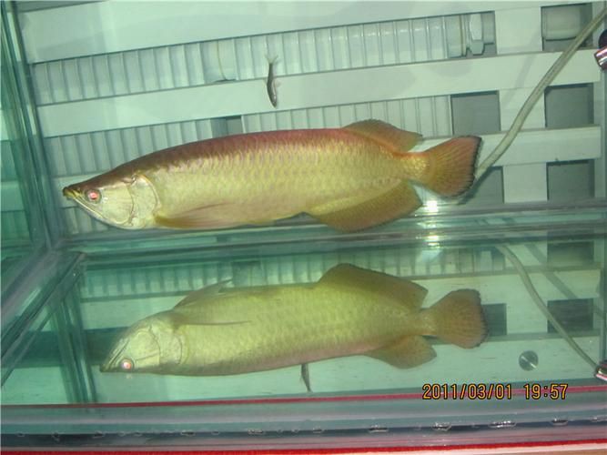 龍魚腹水最怕三個東西圖片