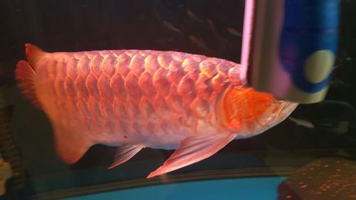 龍魚腹水最怕三個東西圖片