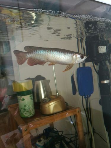 龍魚腹水最怕三個東西圖片