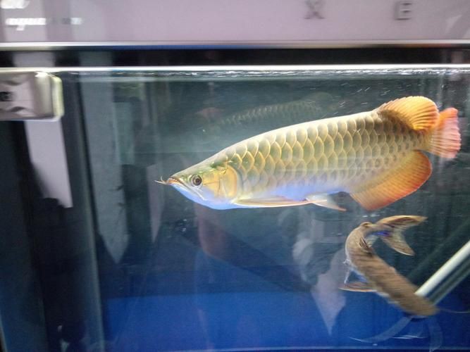 龍魚腹水最怕三個東西圖片