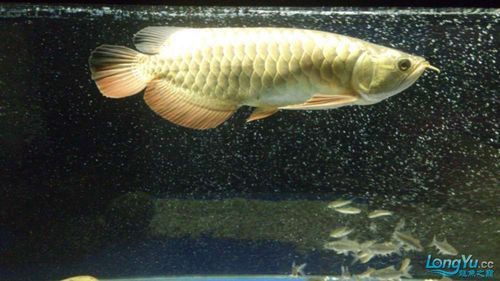 龍魚腹水最怕三個東西圖片