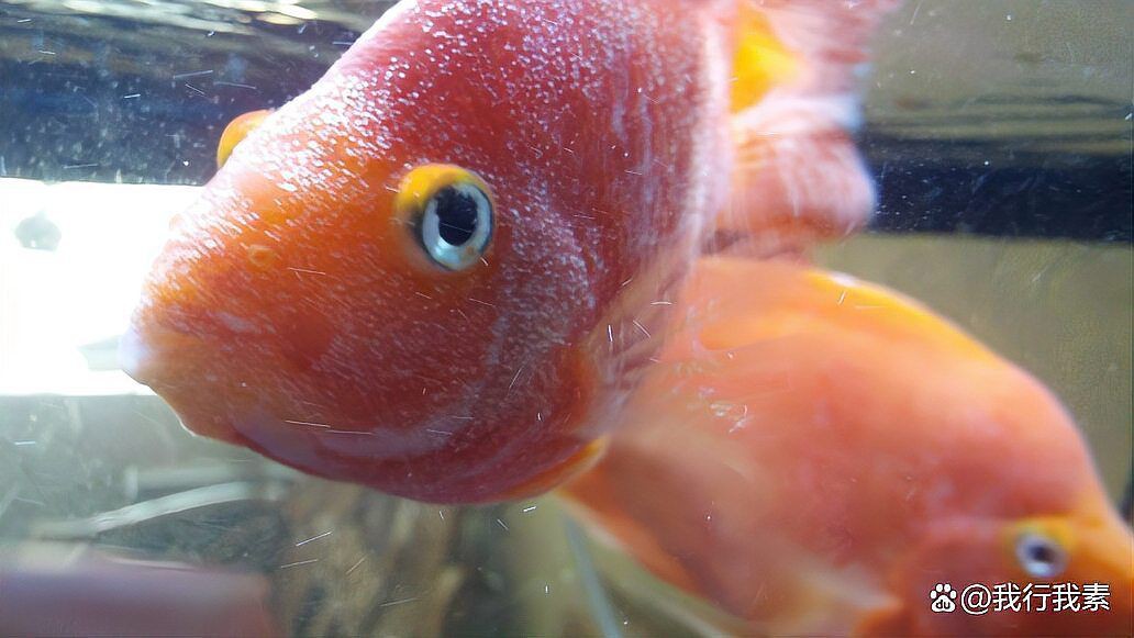 龍魚外寄生蟲會自愈嗎？