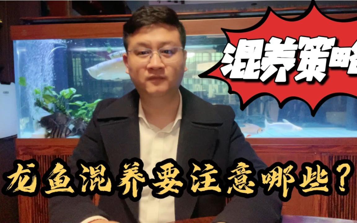 龍魚混養(yǎng)需要特別注意什么？